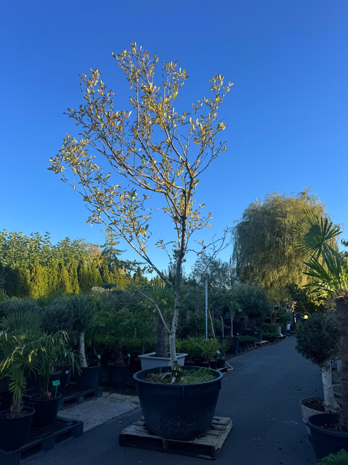 Outlet boom: Magnolia “Henry Kern” 3.5m hoog €150,- !!!, Halfschaduw, Overige soorten, Lente, 250 tot 400 cm