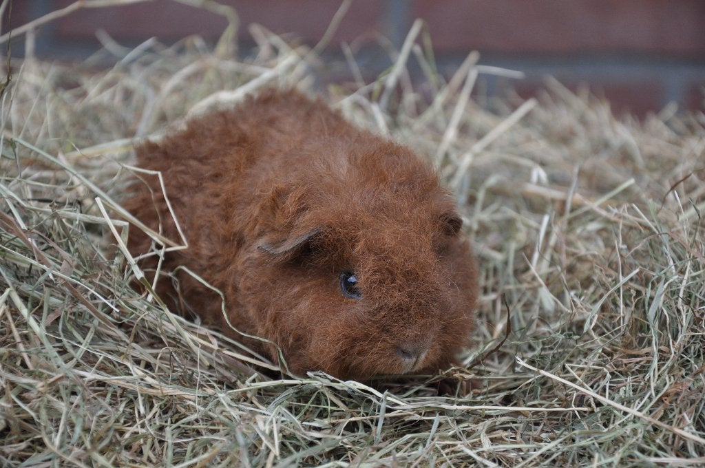 Jonge tessel cavia solid red, Dieren en Toebehoren, Cavia, Augustus, Mannelijk, Tam