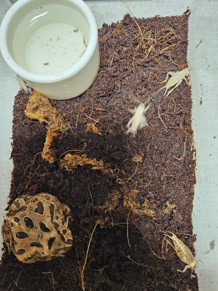 C.Cranwelli Hoornkikker Frog - unknown for sale from TerShop