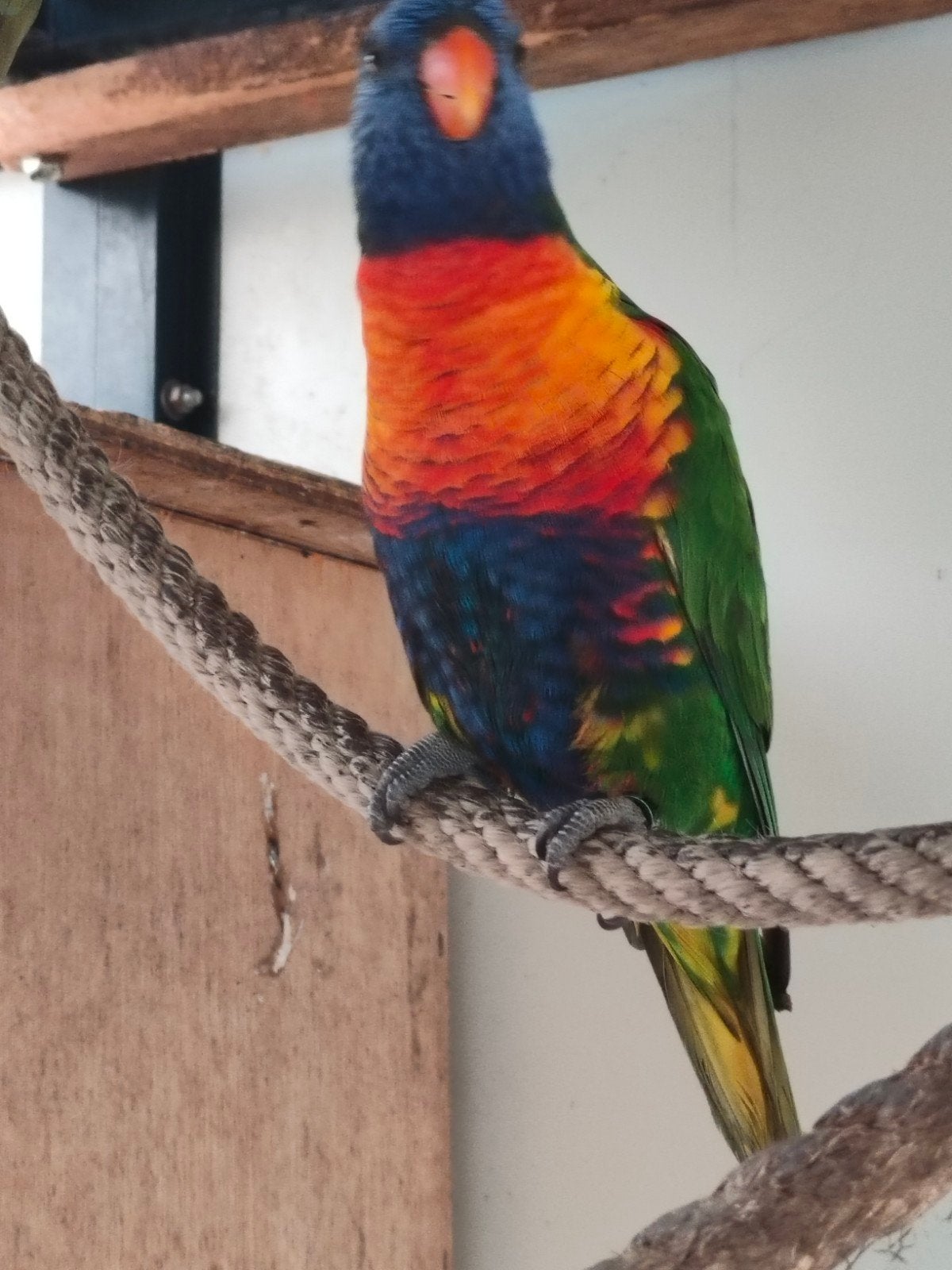 Rainbow Lori's, Dieren en Toebehoren, Meerdere dieren, Papegaai, Geringd