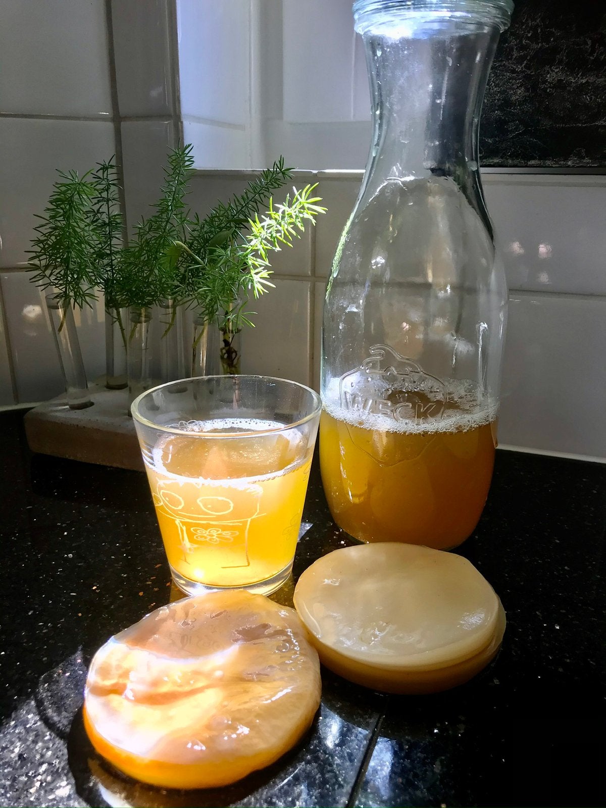 Biologisch KOBUCHA SCOBY Probiotica Weerstand Starter, Ophalen