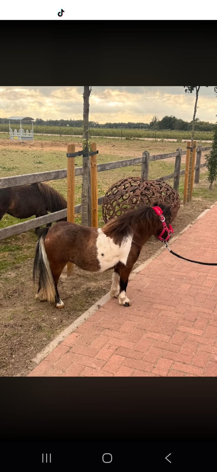 🩷Prachtige kleuren Shetland Mini pony’s stamboekpapier🩷, Merrie, Met stamboom, Niet van toepassing, A pony (tot 1.17m)