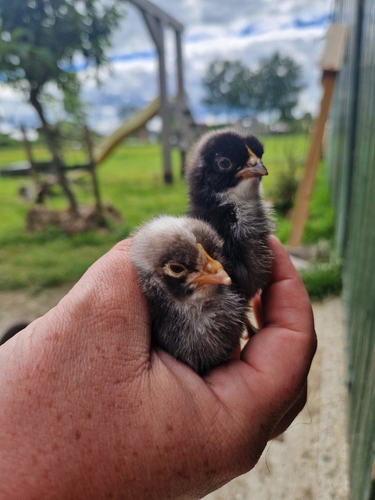 2 kuikens -haantjes- noordhollandse Blauwe, Dieren en Toebehoren, Pluimvee, Mannelijk, Kip