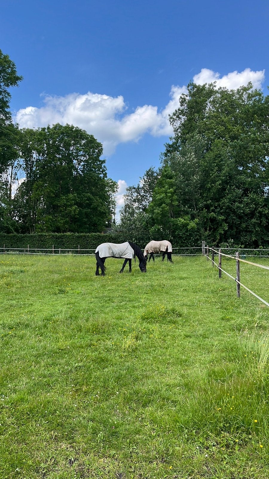 Stalling en weidegang, Dieren en Toebehoren, Stalling en Weidegang, Weidegang
