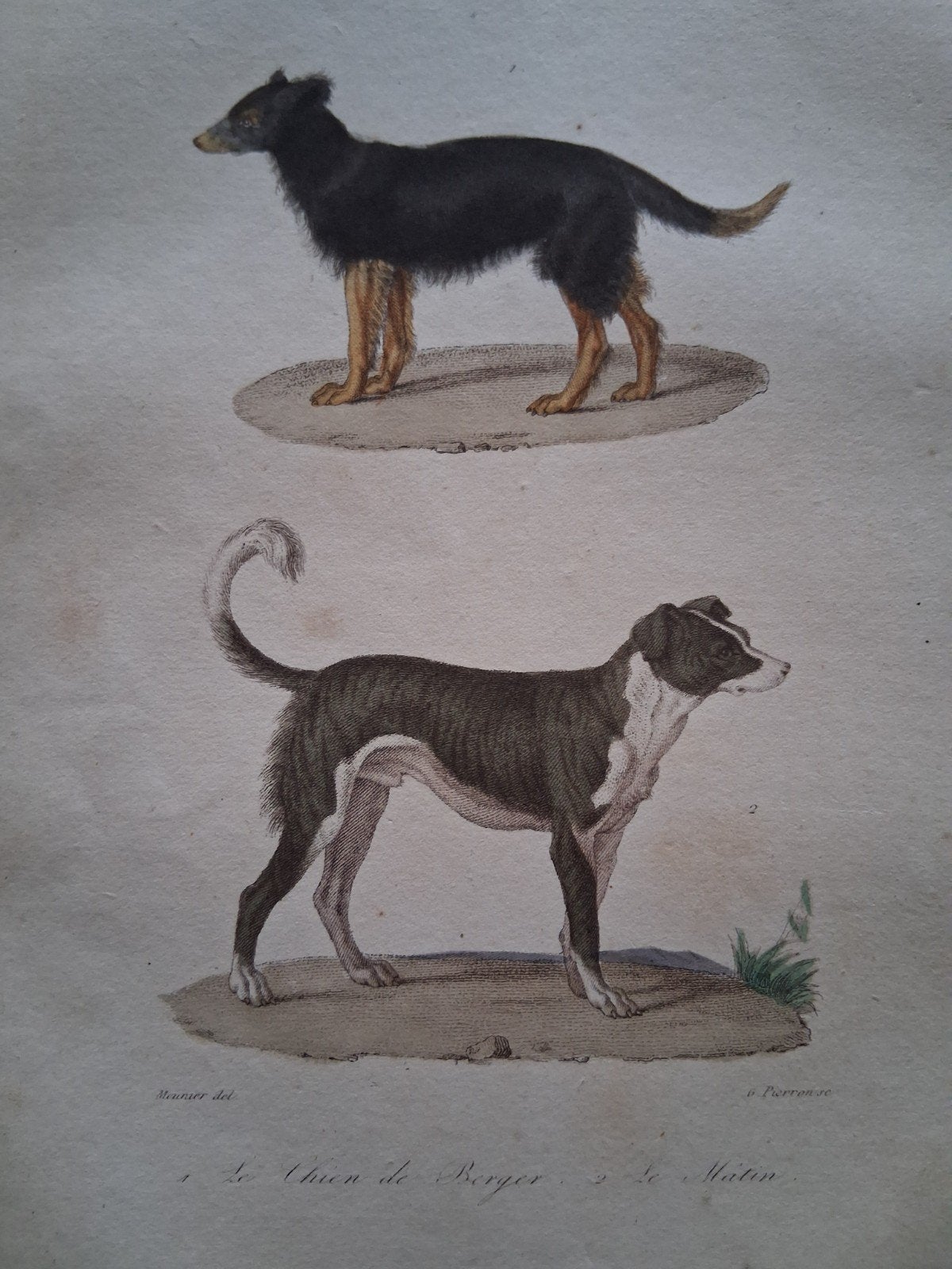 Antieke Ets: Le Chien de Berger & Le Matin (Honden), Antiek en Kunst, Ets, Flora en Fauna, 1700 - 1799, Handgekleurd