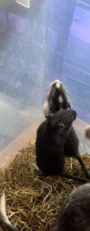 Jonge Mongoolse gerbils, 3 bonte vrouwtjes, Dieren en Toebehoren, Maart, Meerdere dieren, Overige typen, Tam