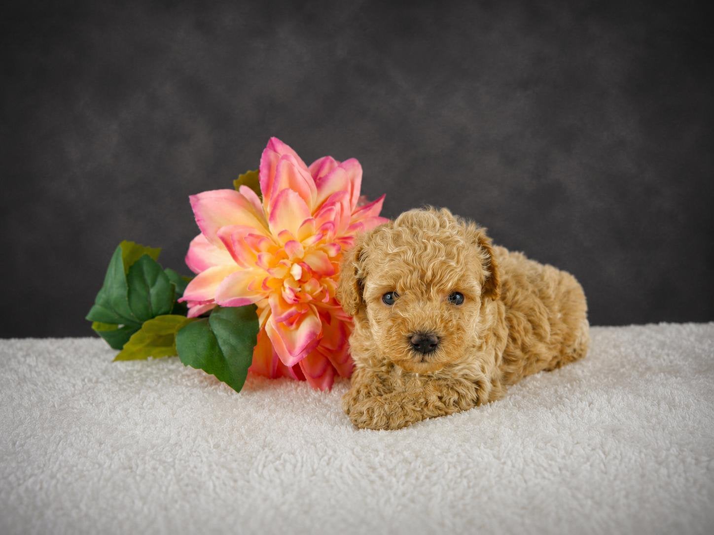 Prachtige mini maltipoo pups beschikbaar, Parvo, Nederland, Overige rassen, 8 tot 15 weken