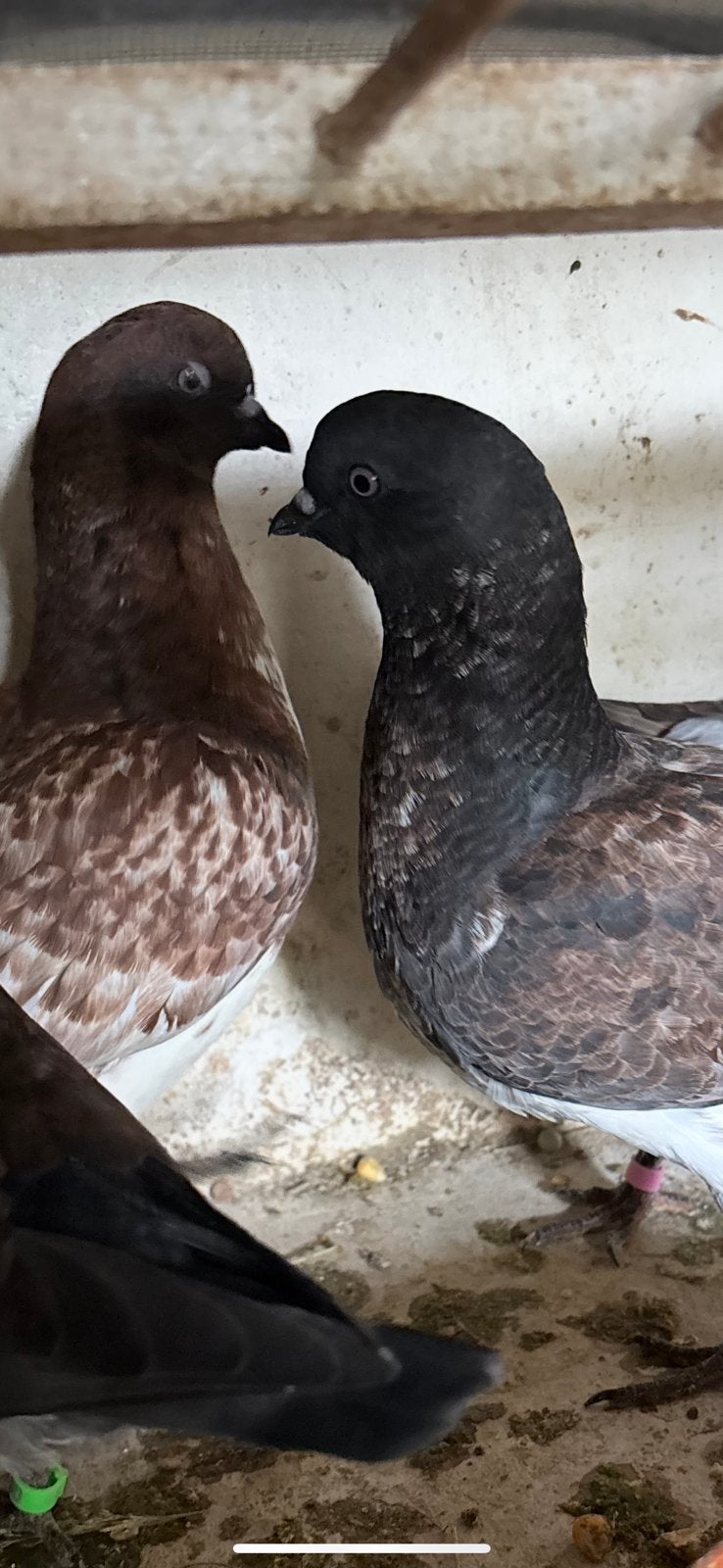 2 koppel sierduiven, Dieren en Toebehoren, Vogels | Duiven, Meerdere dieren, Overige soorten