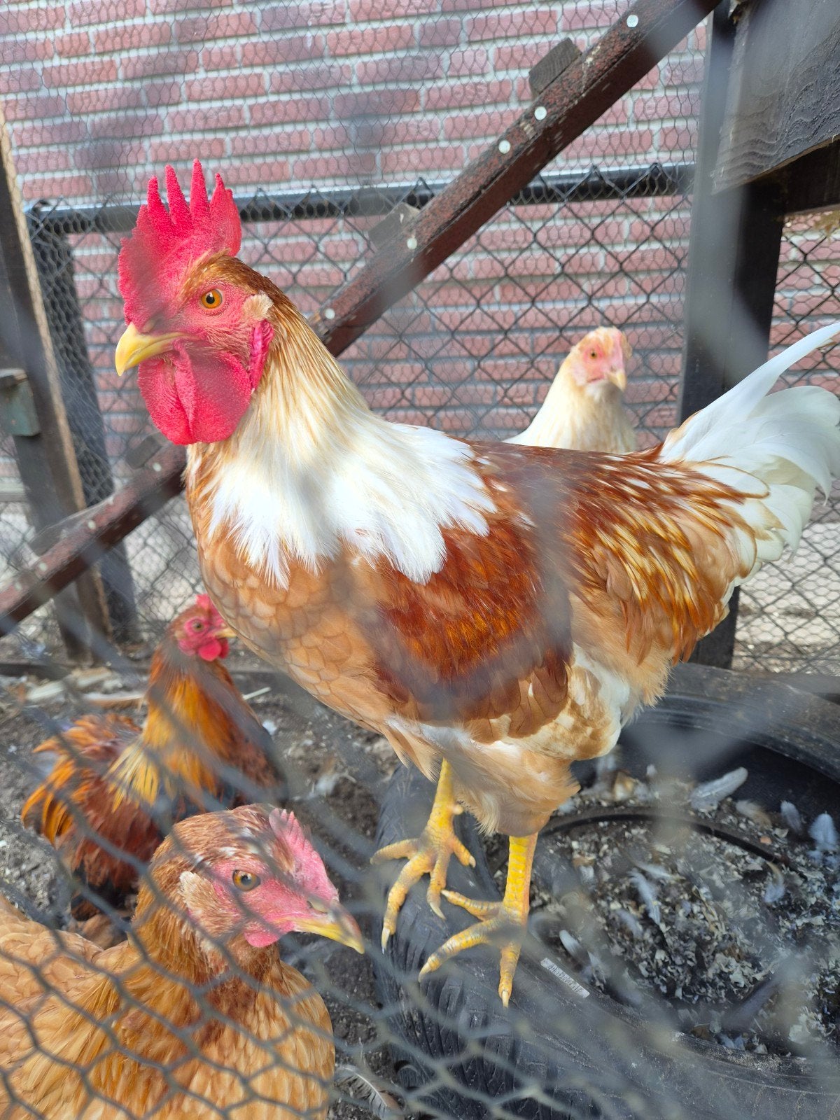 Haan, Dieren en Toebehoren, Mannelijk, Kip