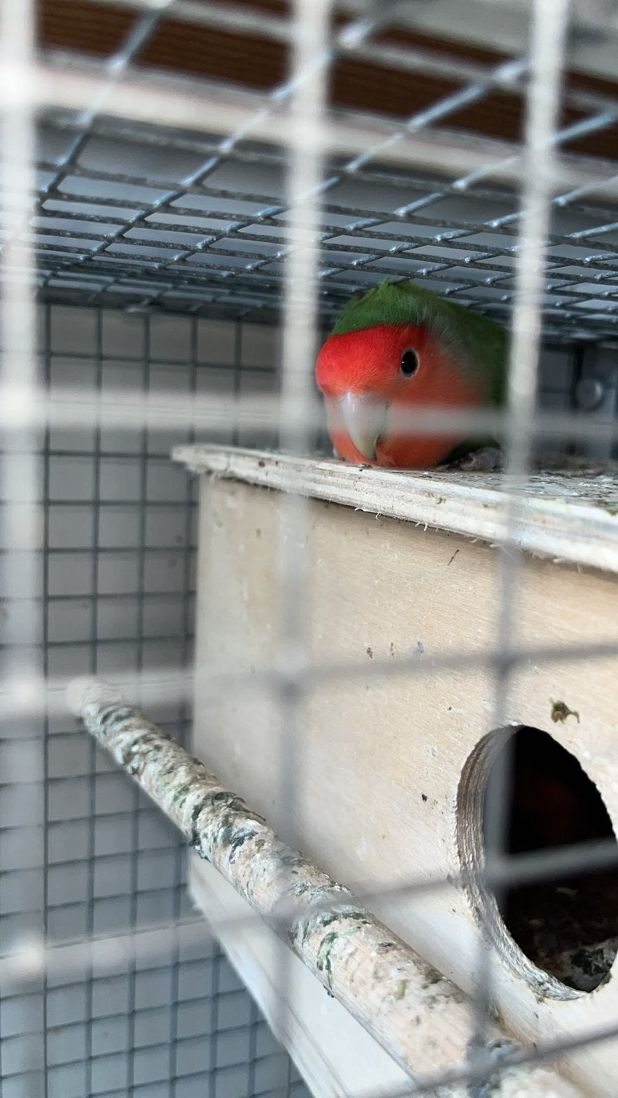Agapornis, Dieren en Toebehoren, Vogels | Parkieten en Papegaaien, Geslacht onbekend, Dwergpapegaai of Agapornis, Tam
