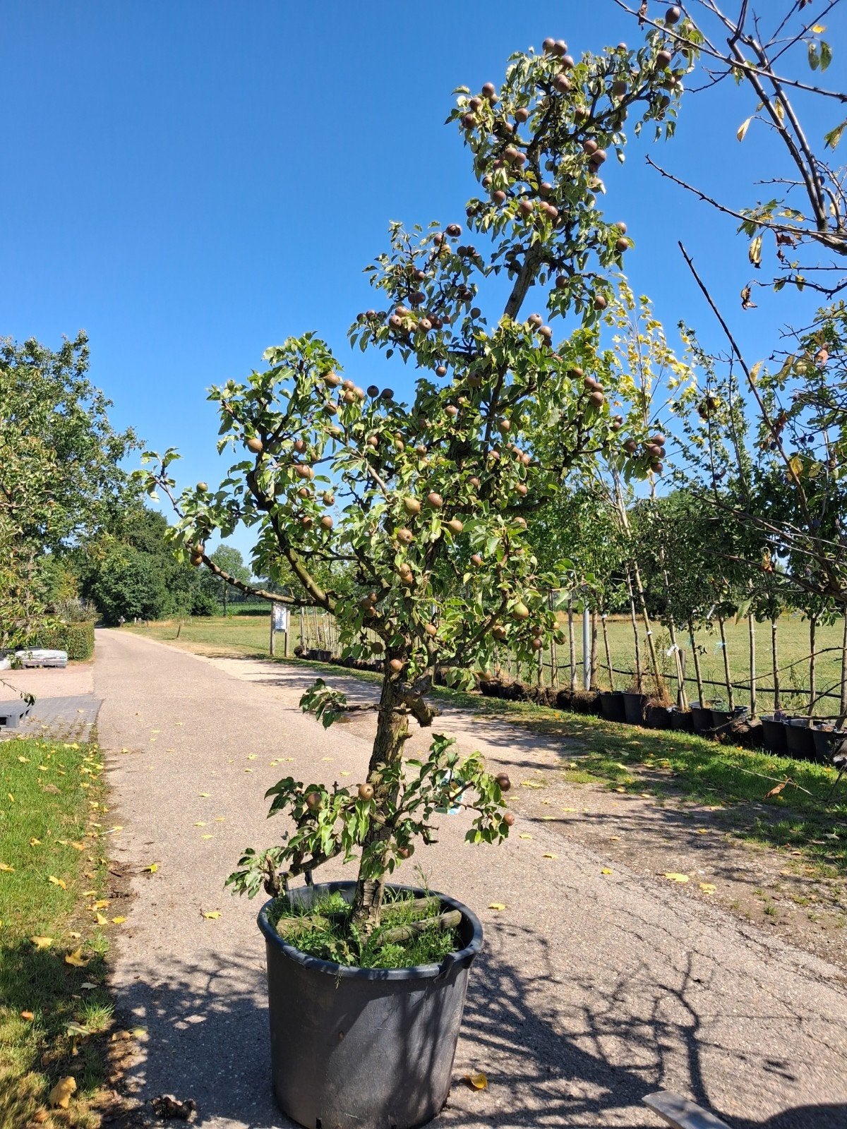 Oude karakteristieke Perenboom 'Gieser Wildeman' - Pyrus, Tuin en Terras, Lente, Volle zon, Ophalen of Verzenden, 250 tot 400 cm