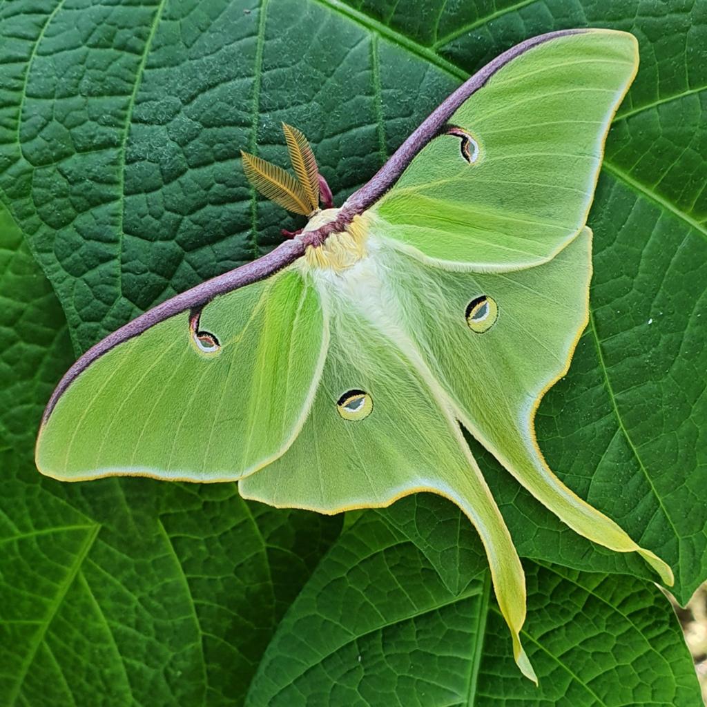 Actias luna eitjes! Maanvlinder., Dieren en Toebehoren, Insecten en Spinnen, Vlinders of Rupsen