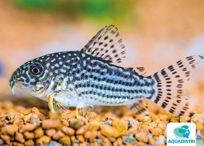 corydoras sterbai, Vis, Zoetwatervis, Schoolvis