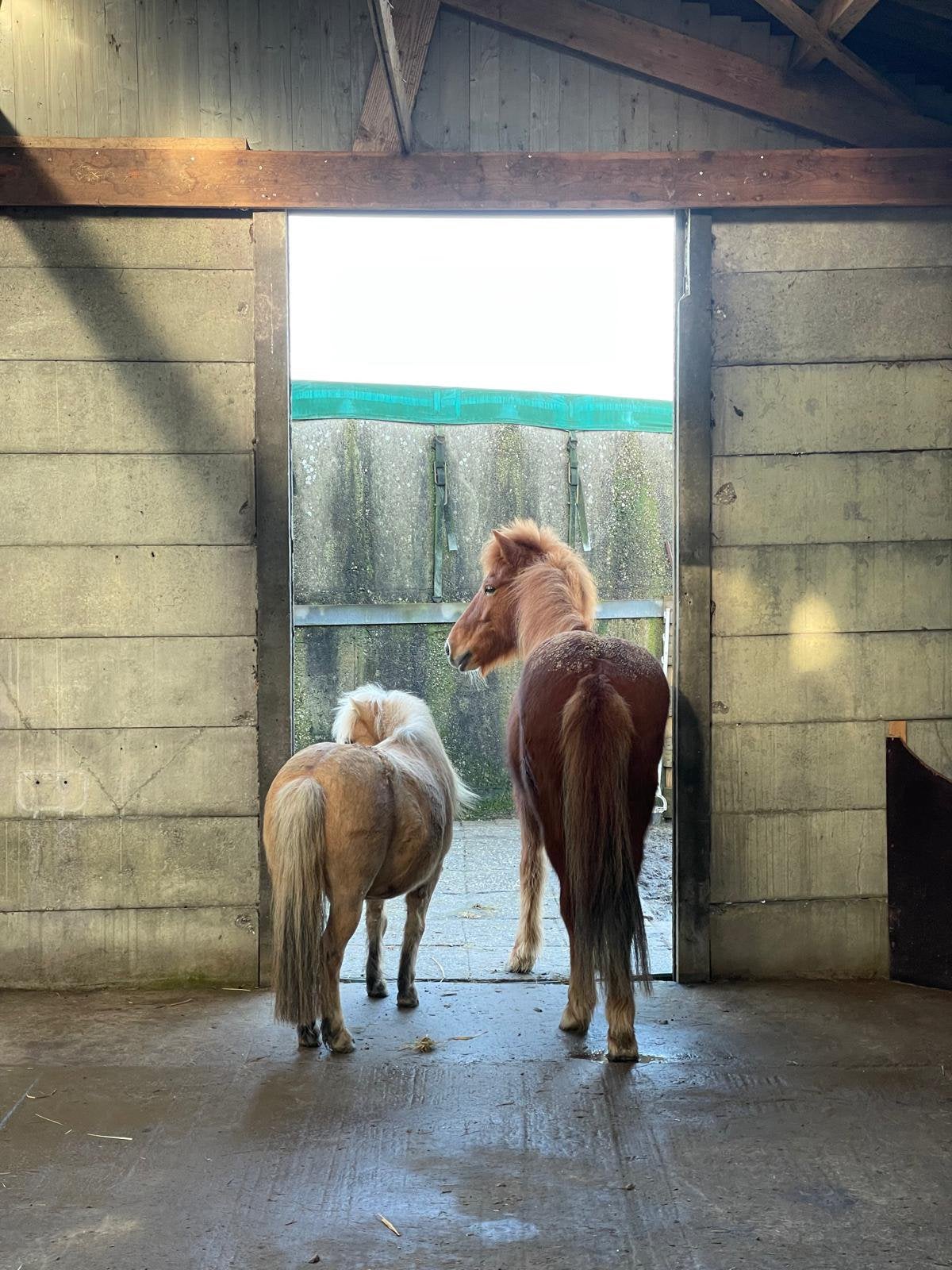 stalling 2 plekjes vrij voor een shetlander en paard, Stalling, 2 of 3 paarden of pony's