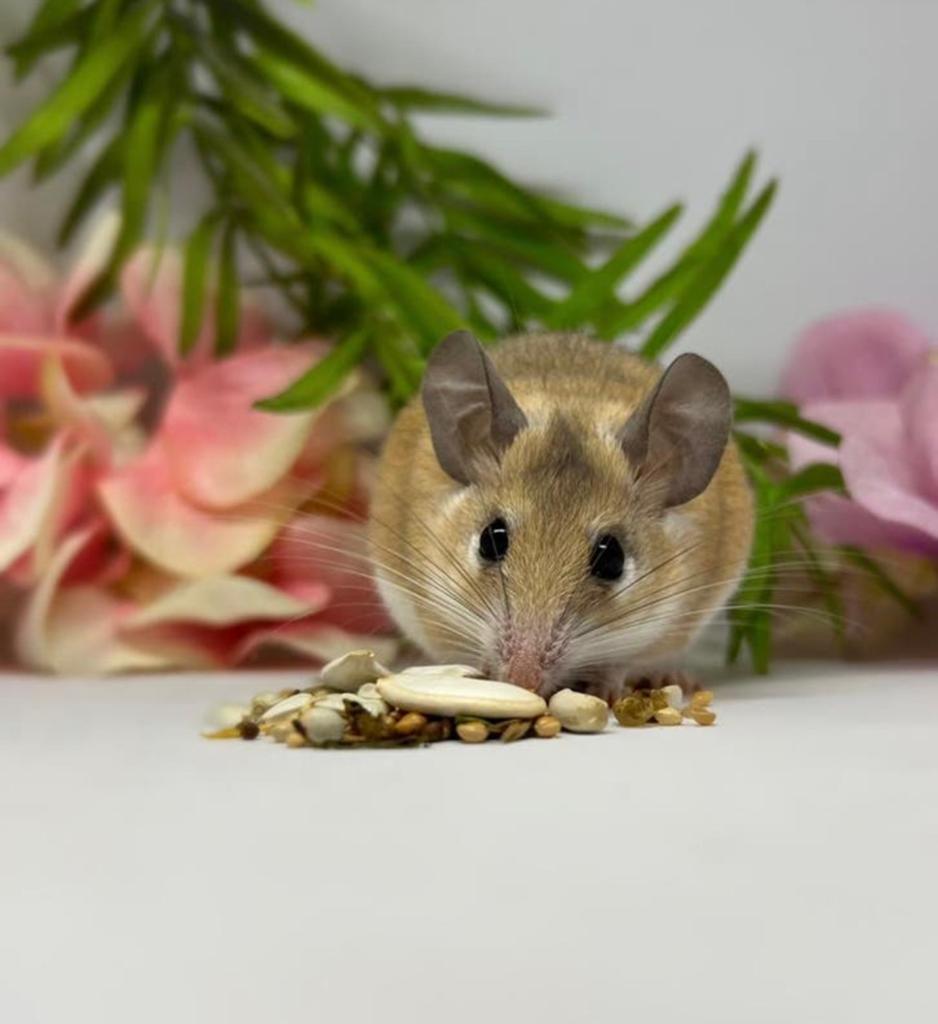 Stekelmuizen, Maart, Vrouwelijk, Muis