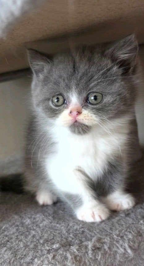 nog 1 lieve kitten Britse korthaar x perzische langhaar, Kater