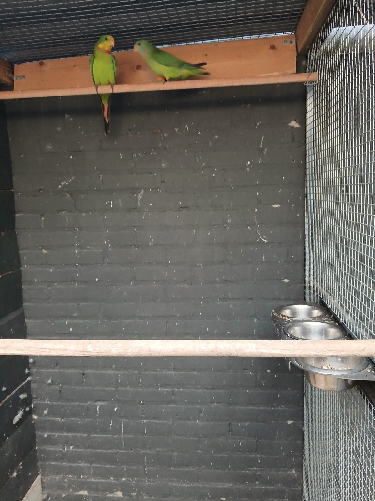 Te koop, Dieren en Toebehoren, Vogels | Parkieten en Papegaaien, Meerdere dieren, Parkiet