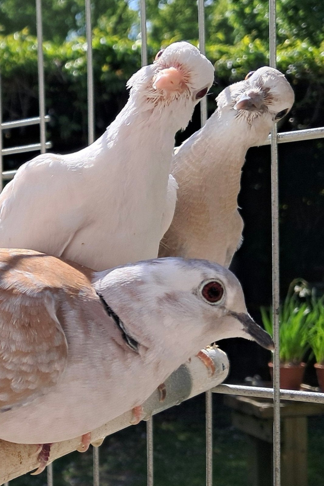 tortel-/lachduifjes, Dieren en Toebehoren, Meerdere dieren, Tortelduif
