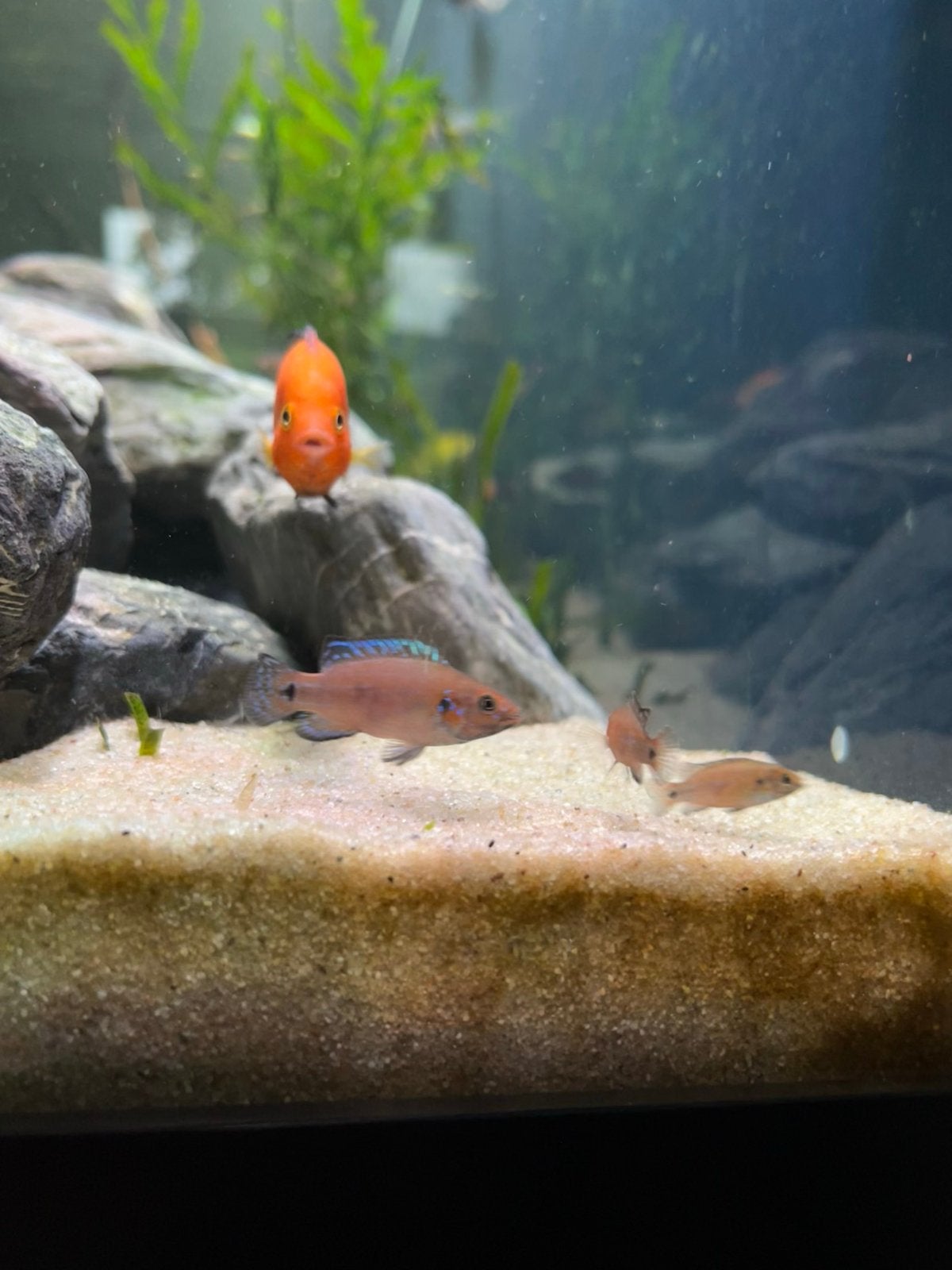 Prachtig jonge Hemichromis Exsul/ cichlide, Dieren en Toebehoren, Vissen | Aquariumvissen, Vis