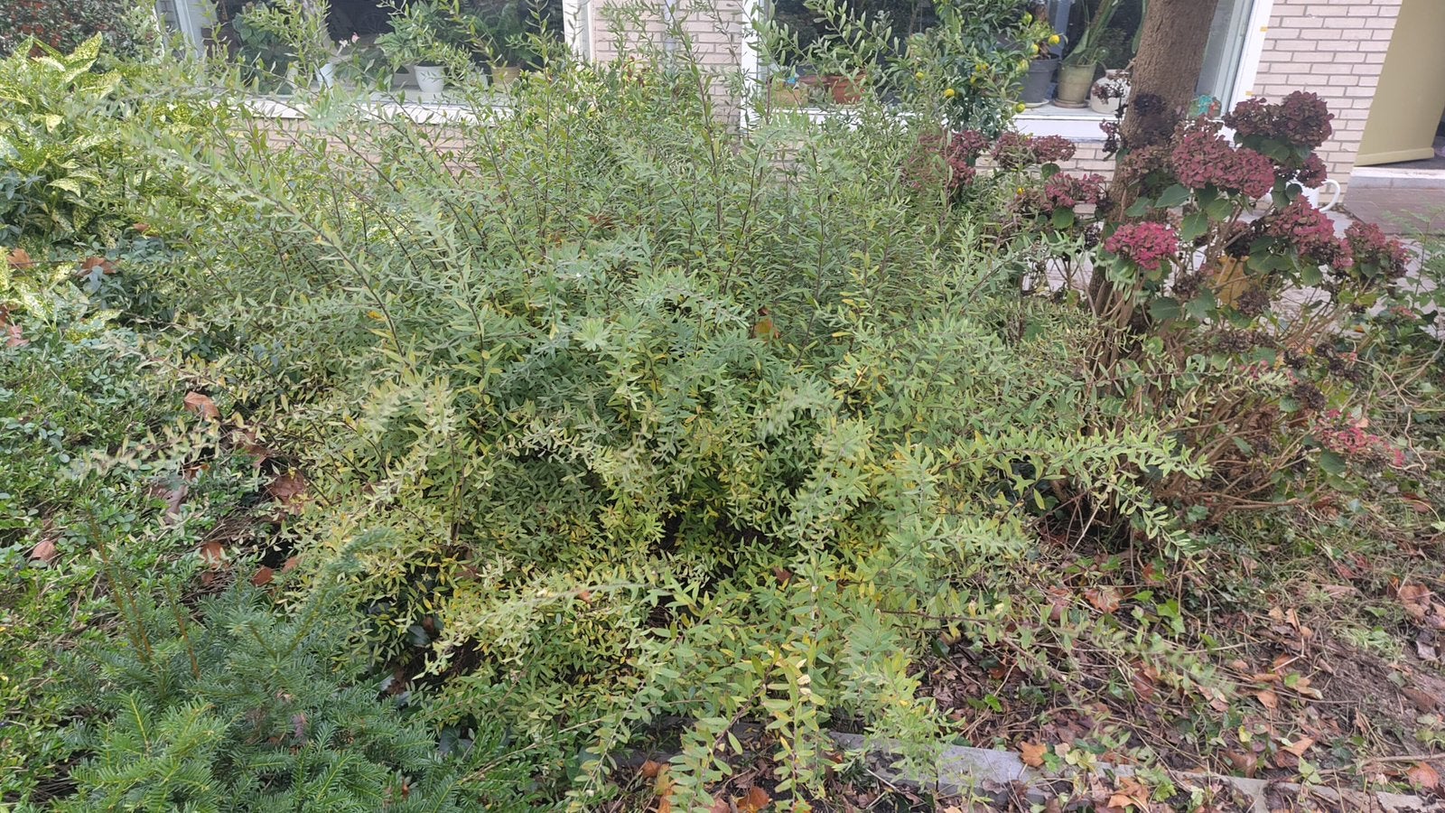 Spirea arguta, gratis ophalen, zelf uitgraven., Ophalen, Vaste plant, Overige soorten, Halfschaduw