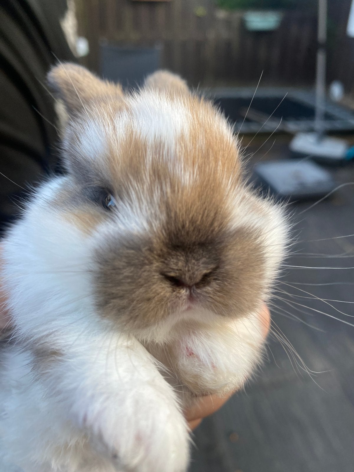 3 gevlekte hangoorkonijntjes te koop, Juni, Geslacht onbekend, Overige typen, Tam