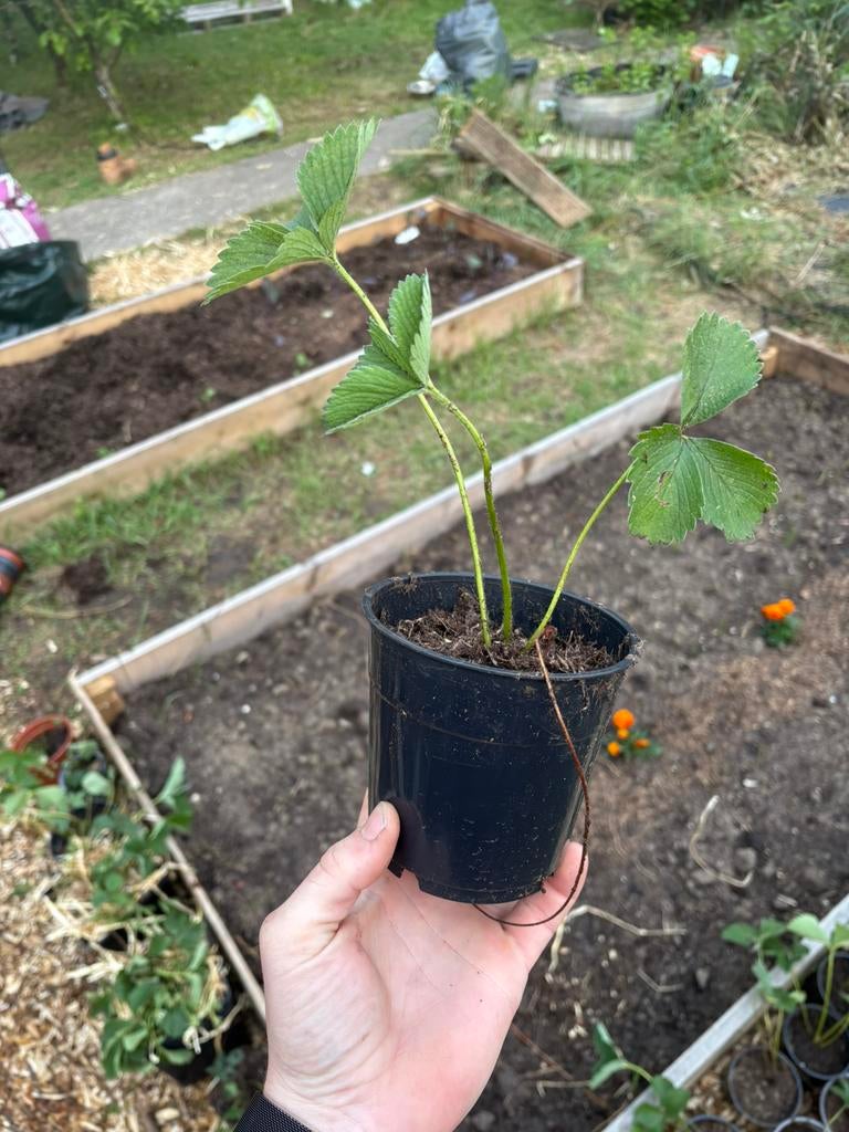 Aardbeienplantjes vroeg ras ‘Gariguette’ biologisch, Ophalen of Verzenden, Eenjarig, Overige soorten, Volle zon