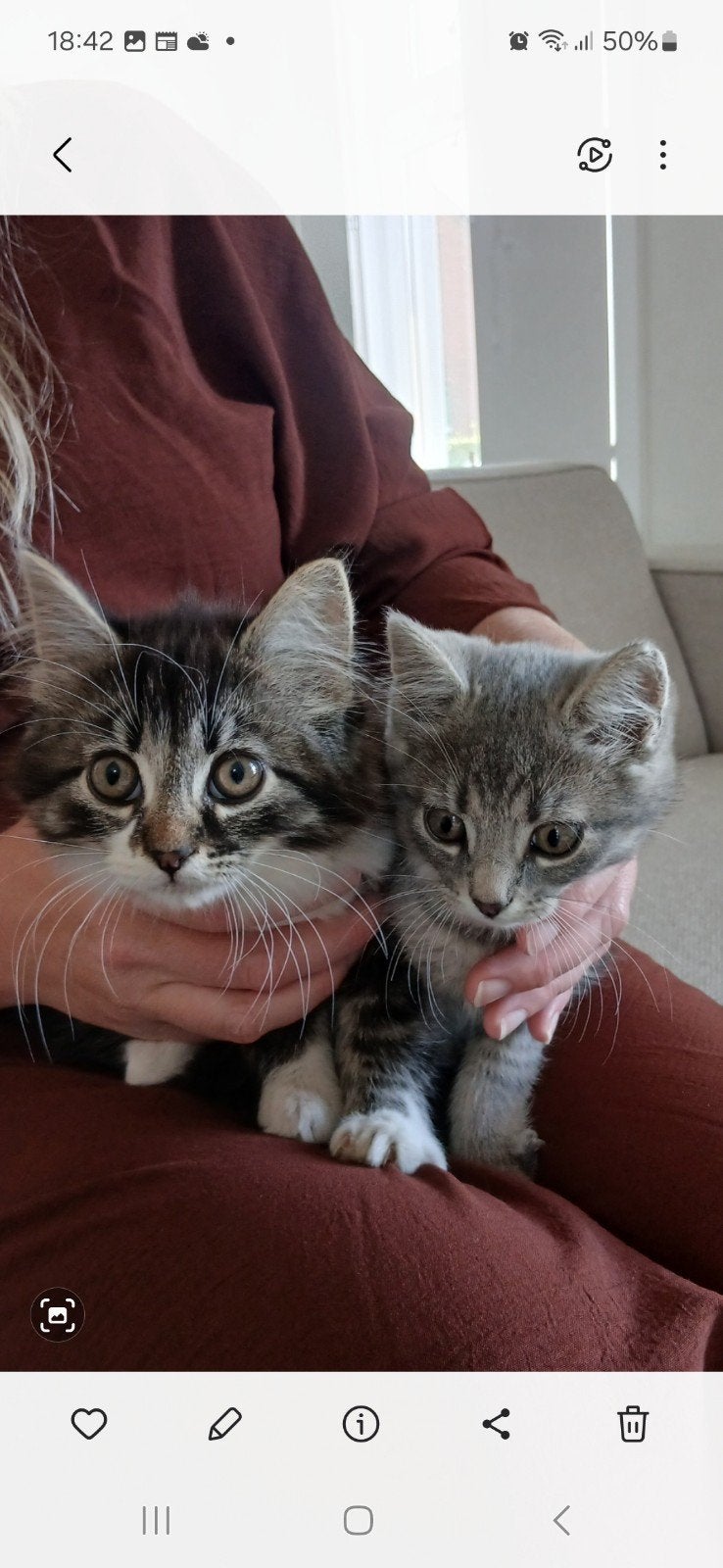 Leuke Kittens te koop., Meerdere dieren, Ontwormd, 0 tot 2 jaar
