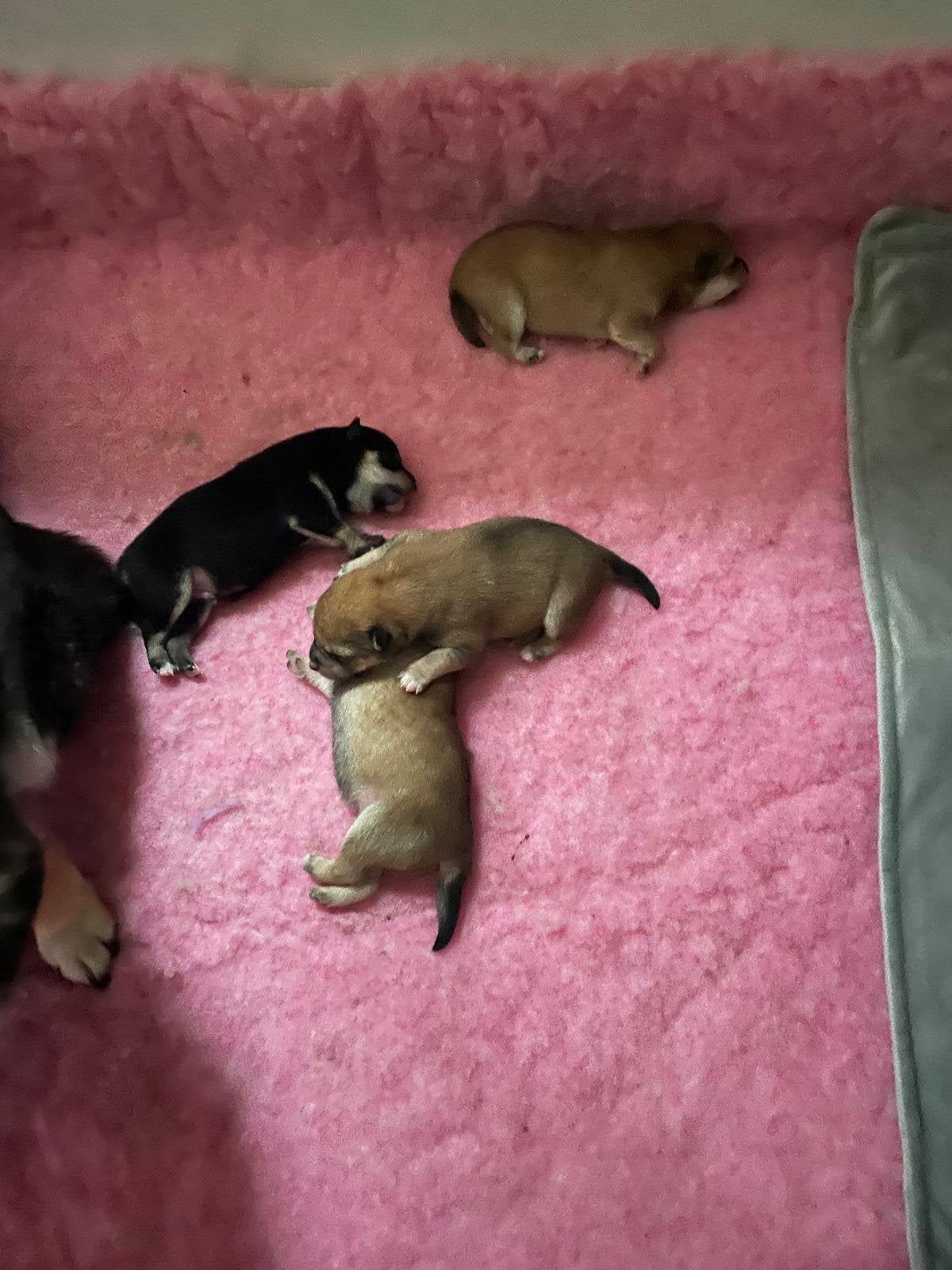 Mooie Shiba puppy’s zoeken een liefdevol thuis, 8 tot 15 weken, Poolhond, Meerdere, Meerdere dieren