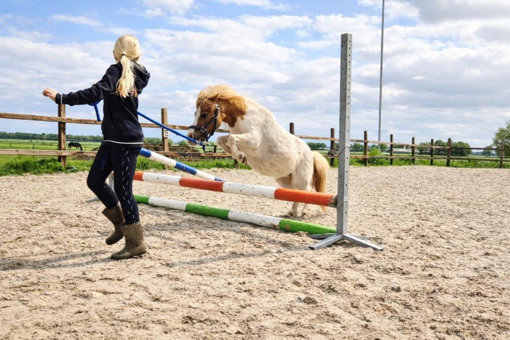 Te koop: lieve knuffel- bixie - shetlander Dorenroosje, Zadelmak, A pony (tot 1.17m), 3 tot 6 jaar, Recreatiepony
