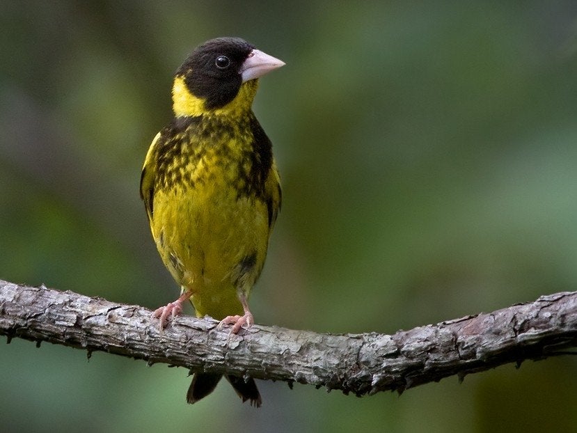 Vietnamese groenling, Mannelijk, Tropenvogel, Tam