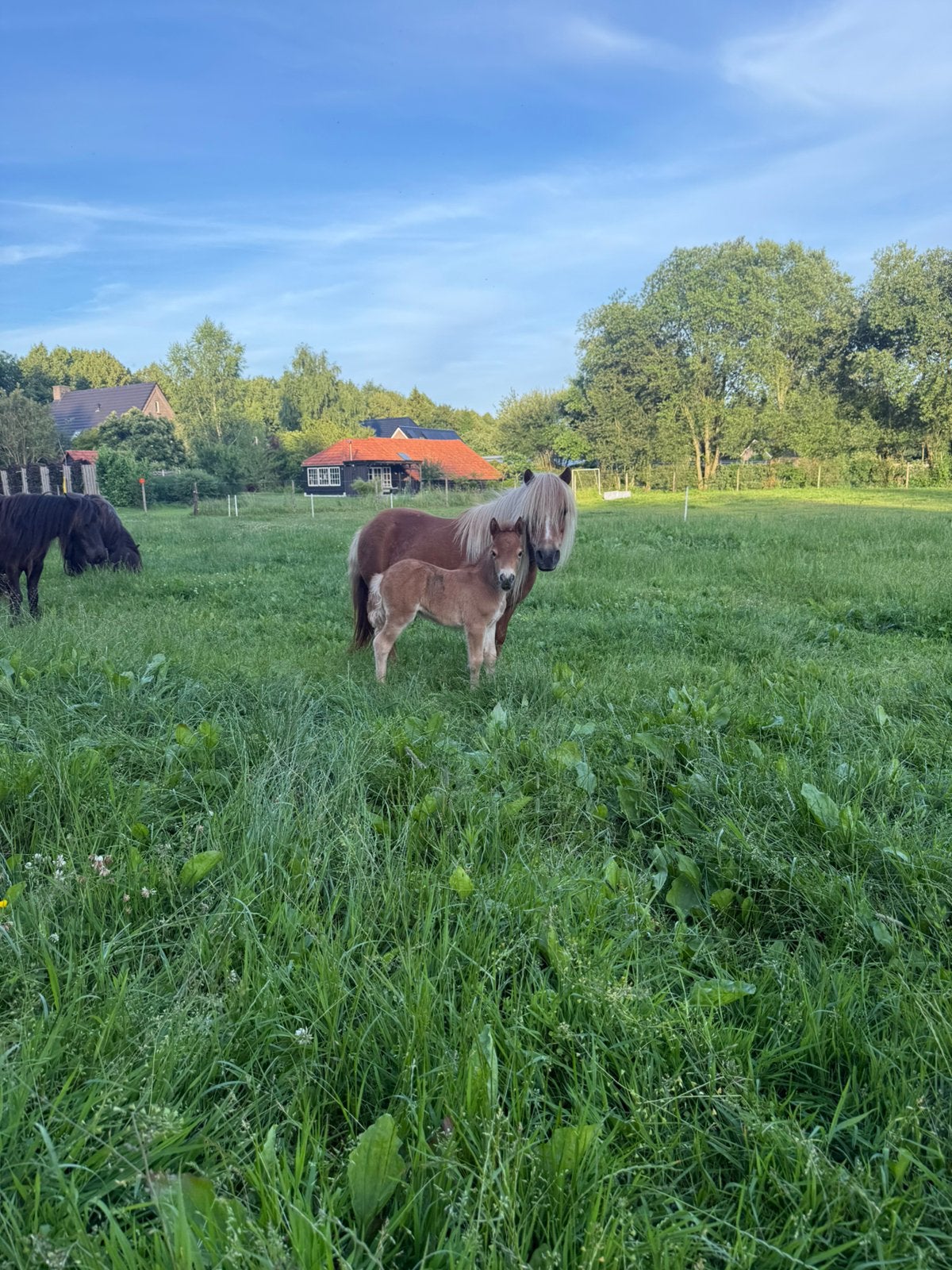 Super mooie grote Shetlander blonde vos merrie met veulen., Merrie, A pony (tot 1.17m), Ontwormd, 11 jaar of ouder