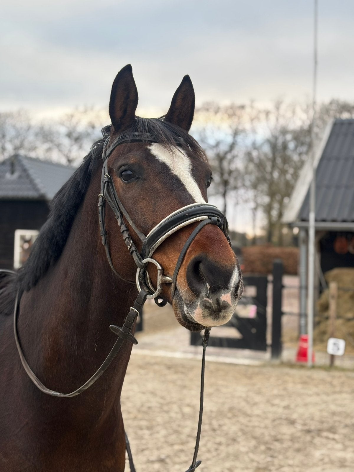 Grote allrounder, bereden en betuigd!, Dieren en Toebehoren, Ruin, Dressuurpaard, 170 tot 175 cm, 11 jaar of ouder