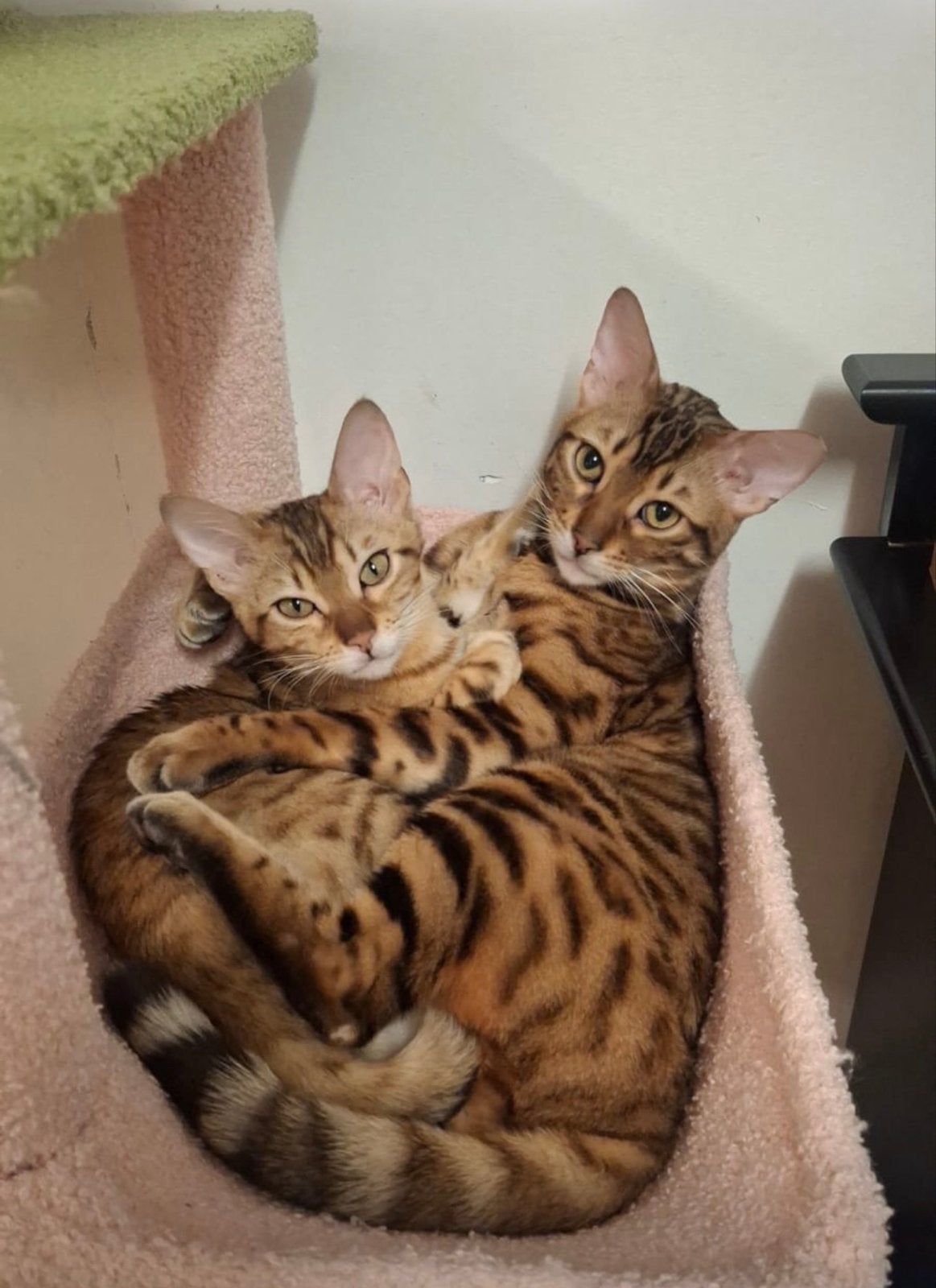 Mooie jonge Bengaalse poes Luna (1 jaar) | Uit cattery, Poes, Gechipt, 0 tot 2 jaar