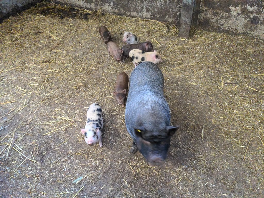 Minivarken nog één beertje en twee zeugjes €.175,- incl. BTW, Dieren en Toebehoren, Meerdere dieren, Varken