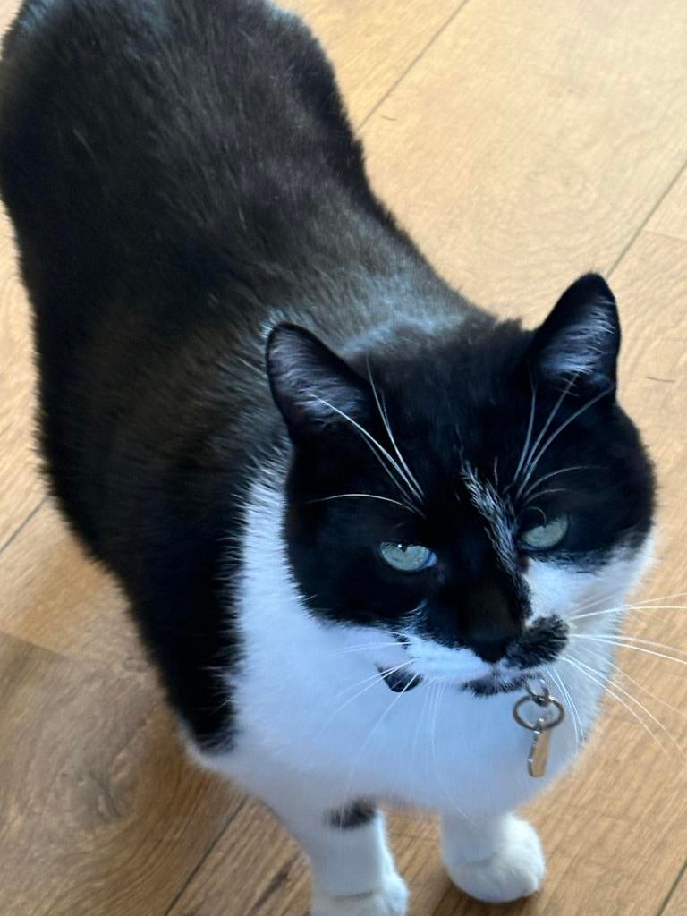 Kat huis gezocht, Kater
