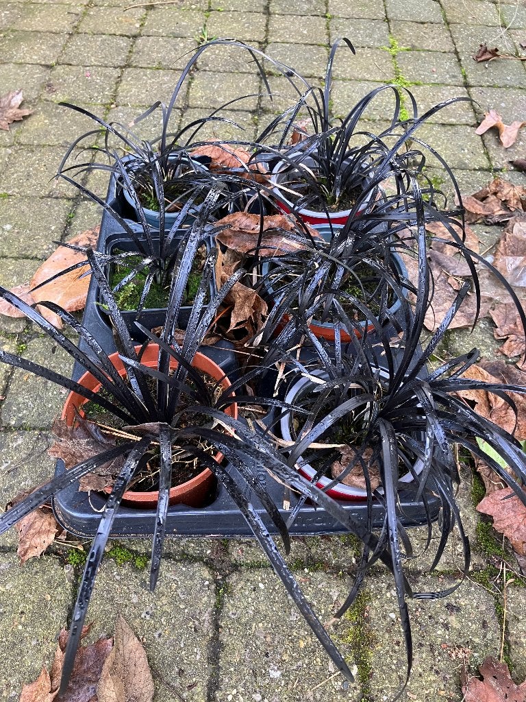 Zwarte Slangenbaard of zwart gras, Ophiopogon Niger, Volle zon, Vaste plant, Siergrassen, Ophalen of Verzenden