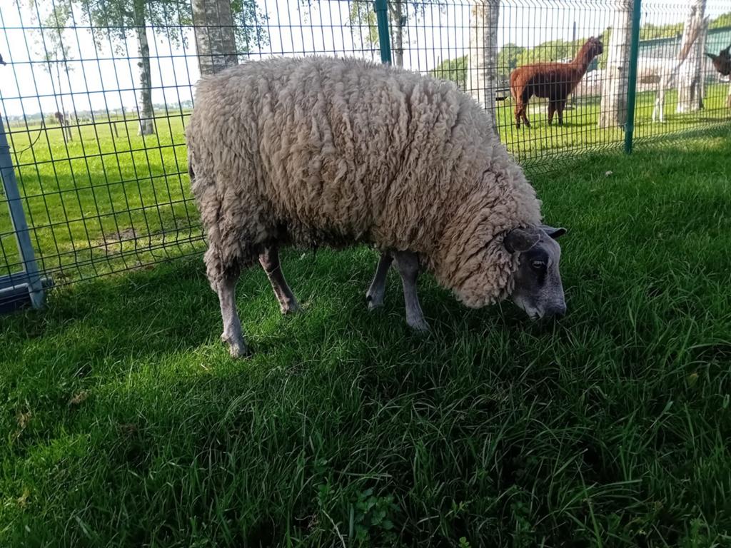 Slacht rammen, Dieren en Toebehoren, Schapen, Geiten en Varkens, Mannelijk, Schaap