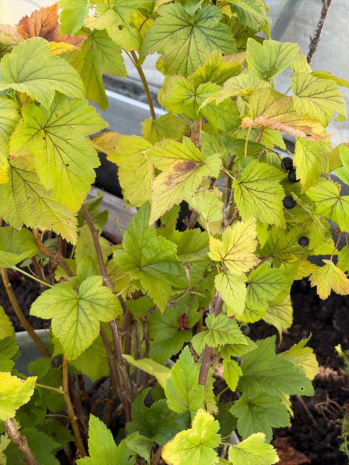 Biologisch geteelde Zwarte bessen stekken - Ribes nigrum, Ophalen, Volle zon, Vaste plant, Zomer