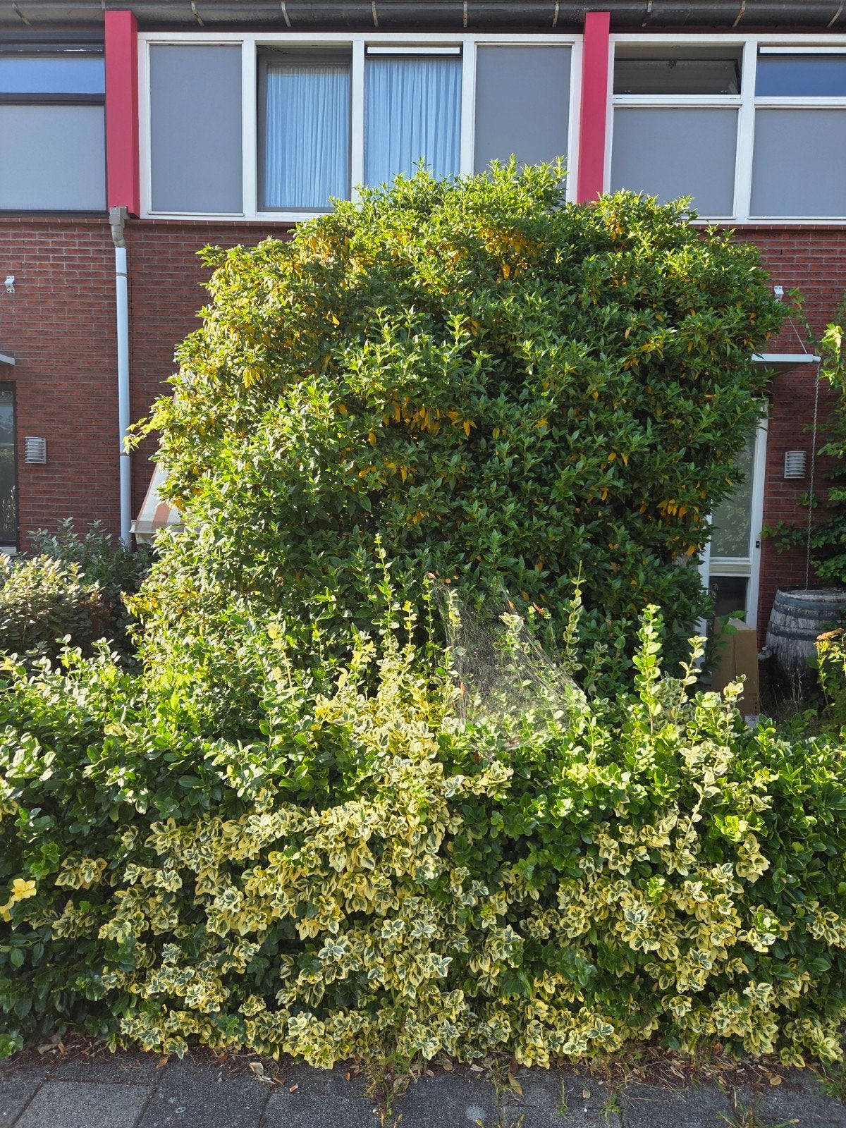 gratis grote struik, Tuin en Terras, Ophalen, Volle zon, Overige soorten, 100 tot 250 cm