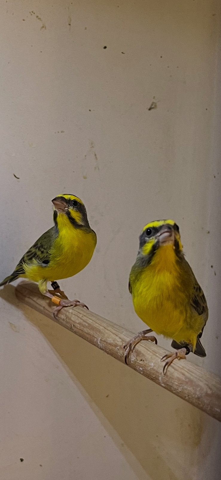 Mozambique sijs, Dieren en Toebehoren, Mannelijk, Geringd