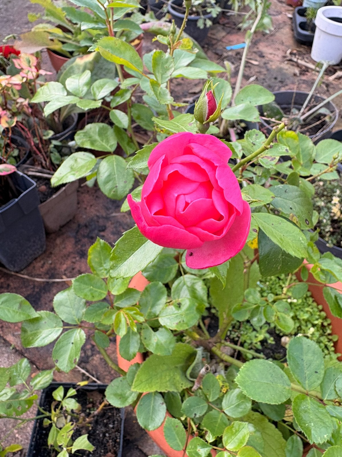 nog 4 roze trosrozen te koop, Ophalen, Vaste plant, Overige soorten, Volle zon