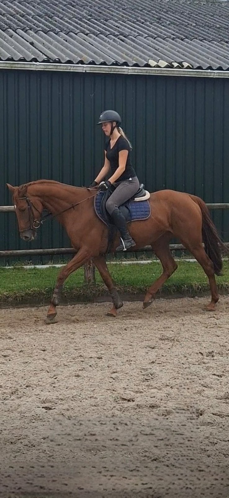 #twee 5-jarige paarden#, Merrie, Dressuurpaard, 3 tot 6 jaar