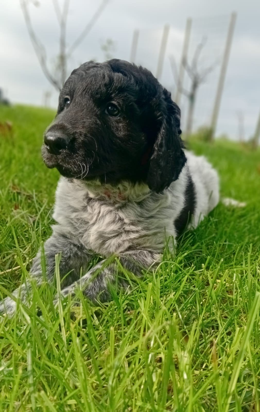friese stabij pups, Dieren en Toebehoren, 8 tot 15 weken, Meerdere, Meerdere dieren, Middel