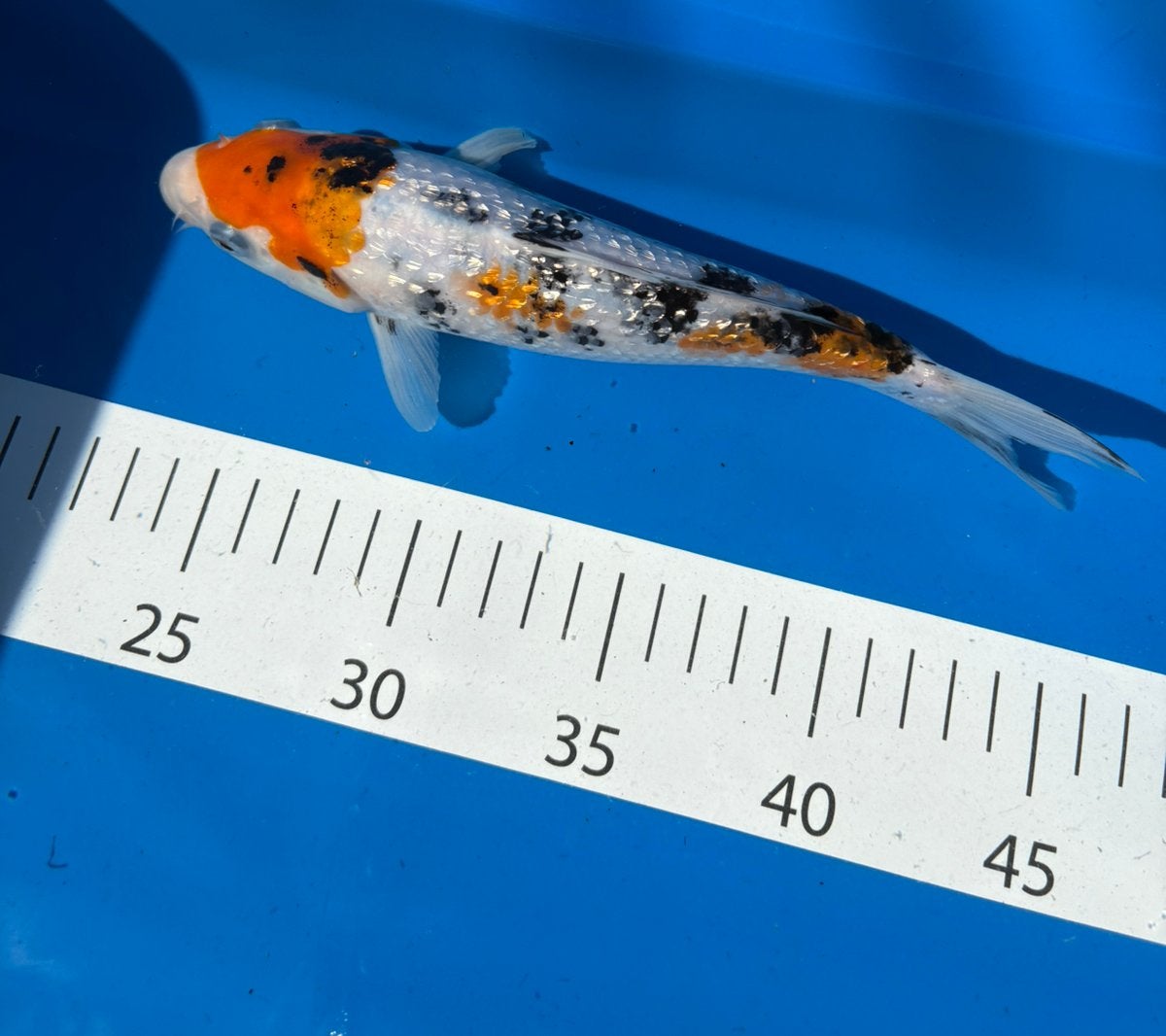 Prachtige japanse ginrin tancho sanke !!!, Karper of Koi