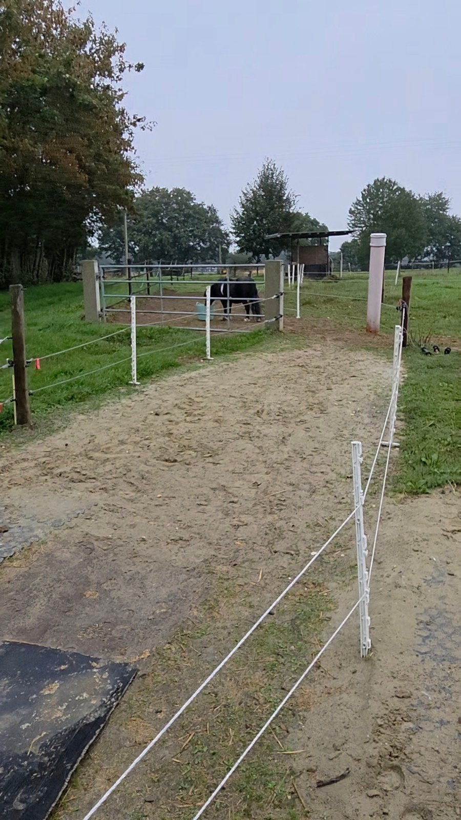 Paddockplaats/weidegang/pensionstal Shetlander, Weidegang, 2 of 3 paarden of pony's
