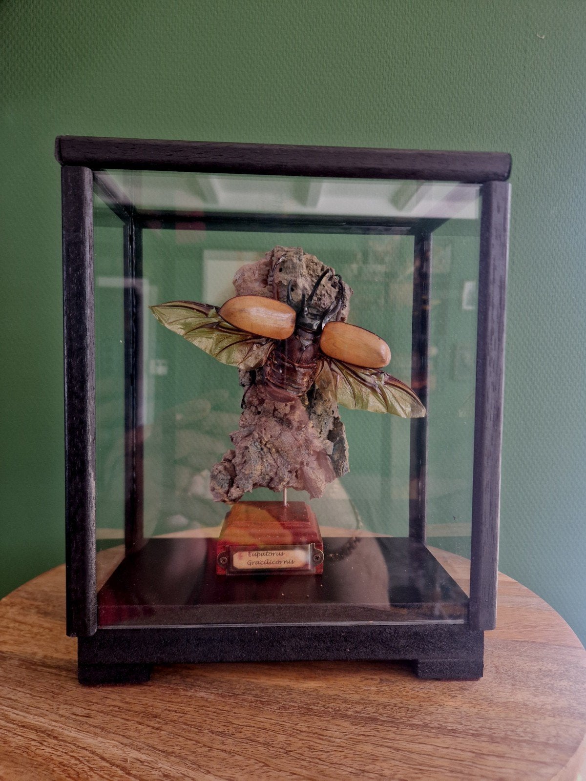 Eupatorus Gracilicornis in Glazen Vitrine, Ophalen of Verzenden, Zo goed als nieuw
