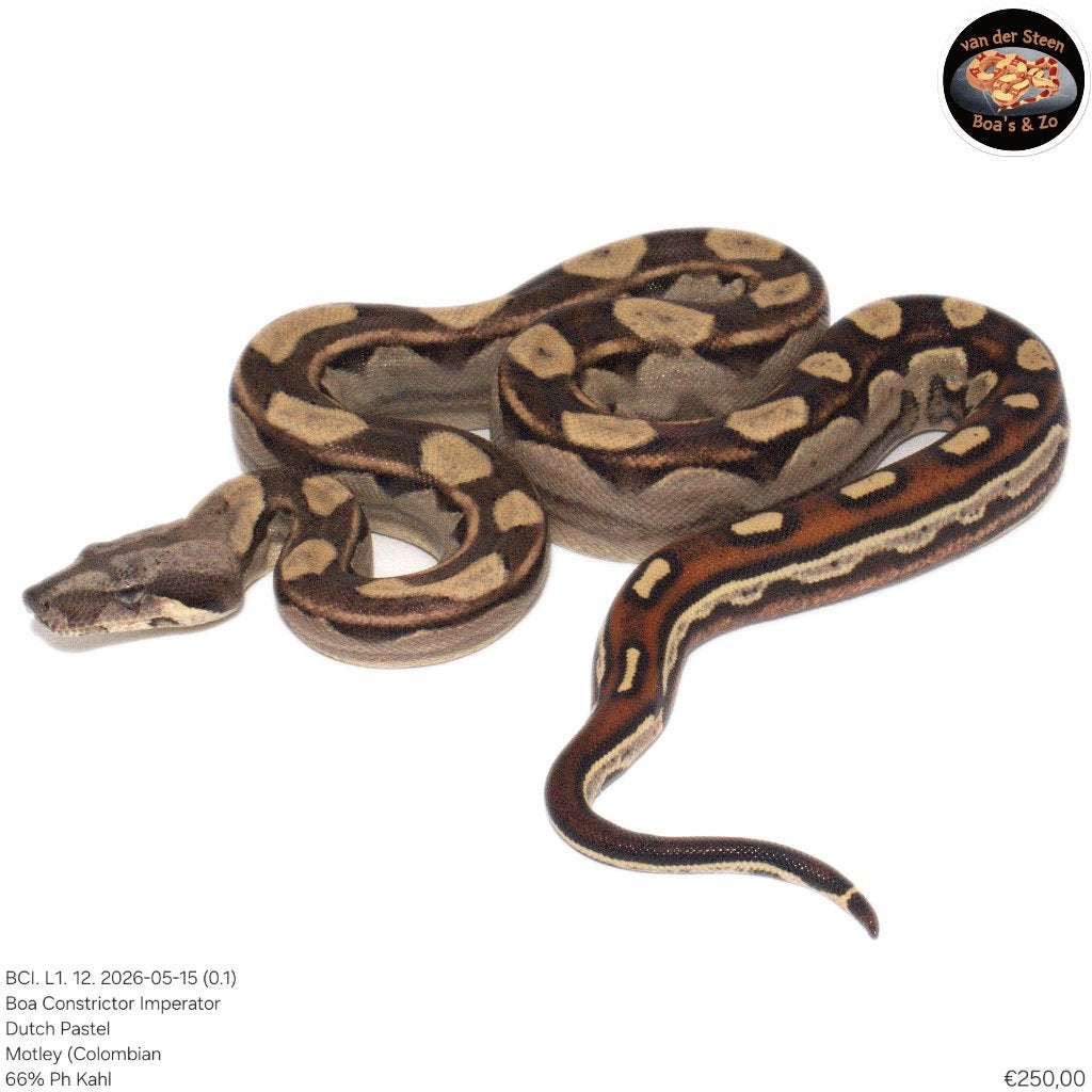 Boa Constrictor Imperator Litter 01 2026 Boa Constrictor photo 8