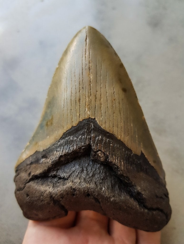 megalodon tand 11.3 bij 8 cm, Ophalen of Verzenden, Fossiel