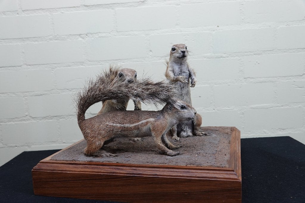 grondeekhoorns taxidermy opgezette, Ophalen, Zo goed als nieuw, Hert, Gewei of Kop
