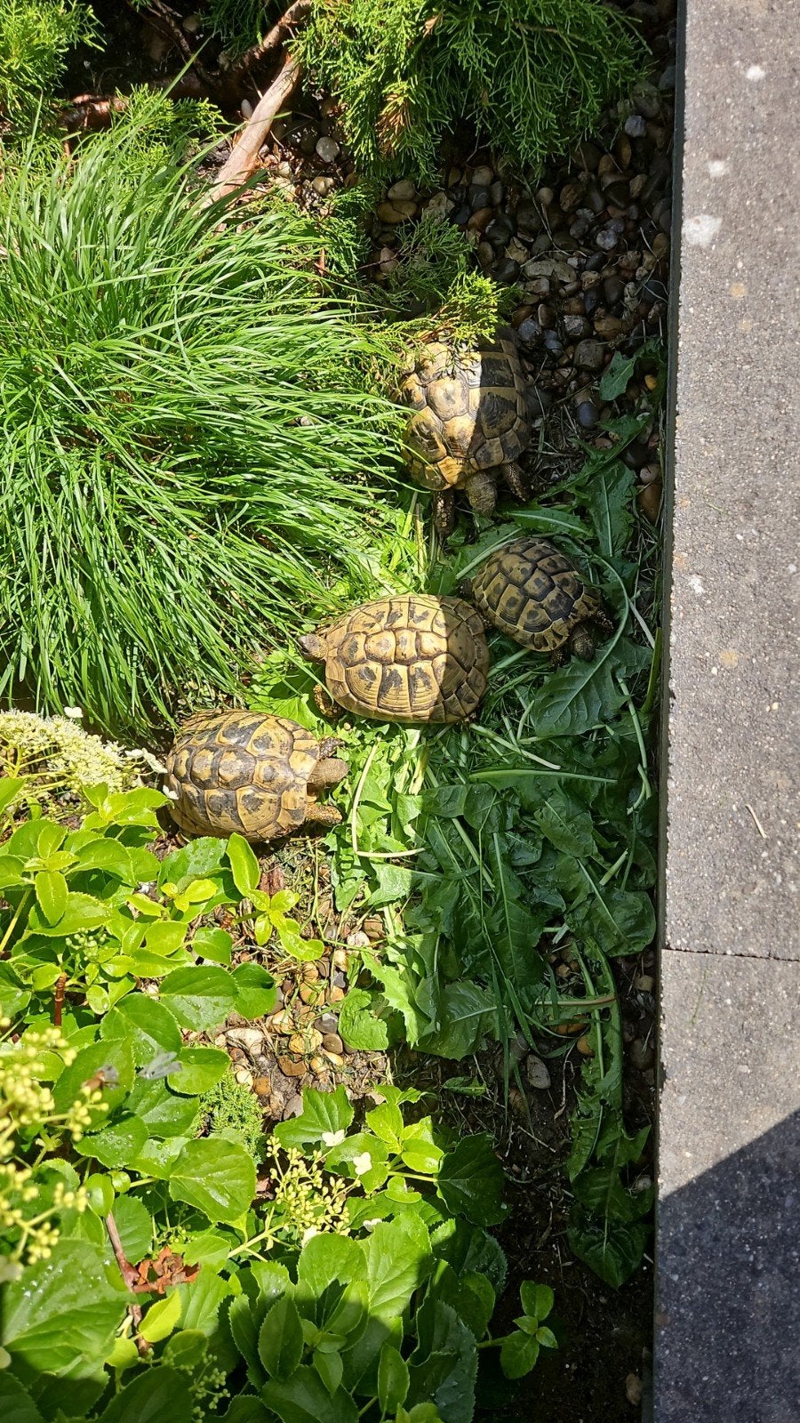 Lieve Griekse landschildpadden nakweek 2026 Tortoise photo 9